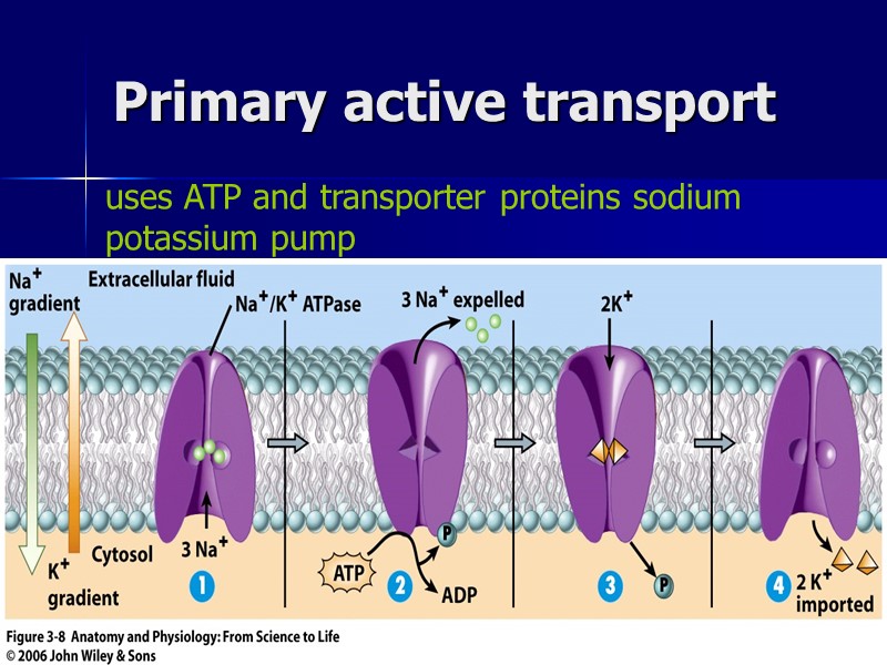 ahmad ata 44 Primary active transport uses ATP and transporter proteins sodium potassium pump